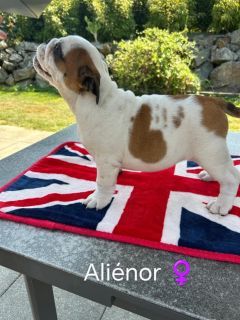 Too Roc'fraggle - Chiots disponibles - Bulldog Anglais