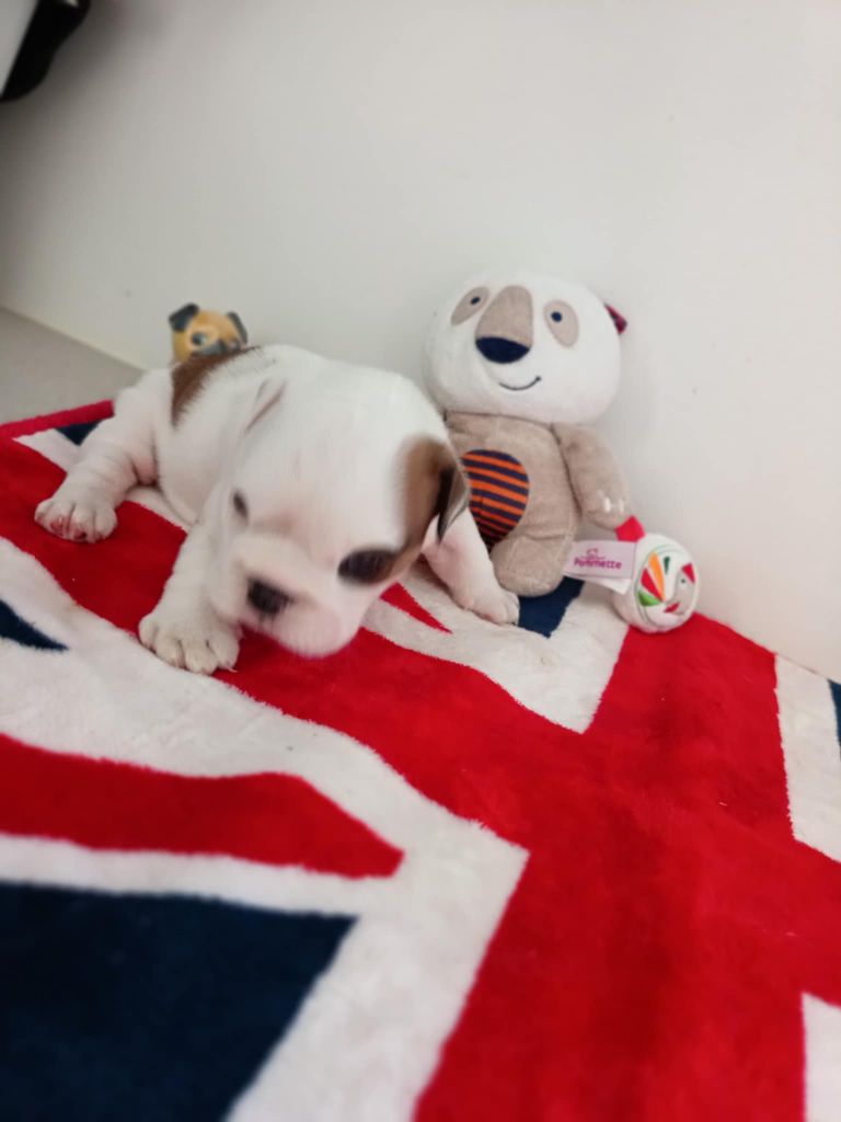 Too Roc'fraggle - Chiots disponibles - Bulldog Anglais