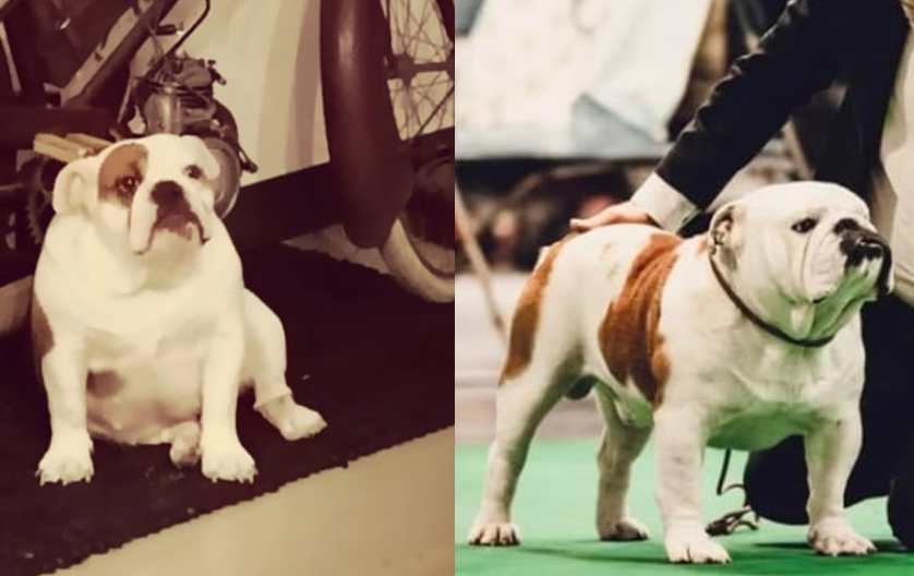 Chiot Bulldog Anglais Too Roc'fraggle