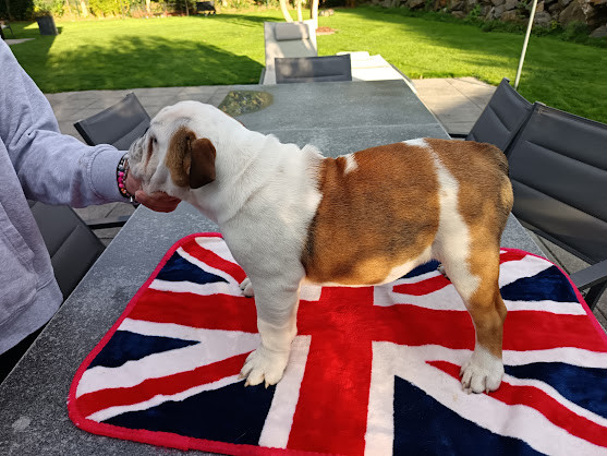 Too Roc'fraggle - Chiots disponibles - Bulldog Anglais