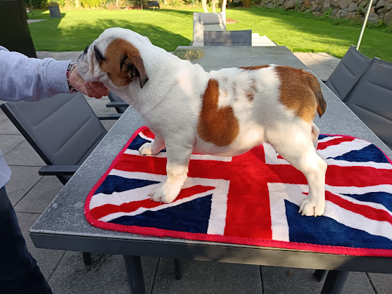 Too Roc'fraggle - Chiots disponibles - Bulldog Anglais