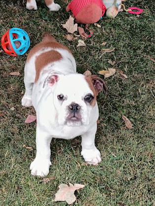 Too Roc'fraggle - Chiots disponibles - Bulldog Anglais