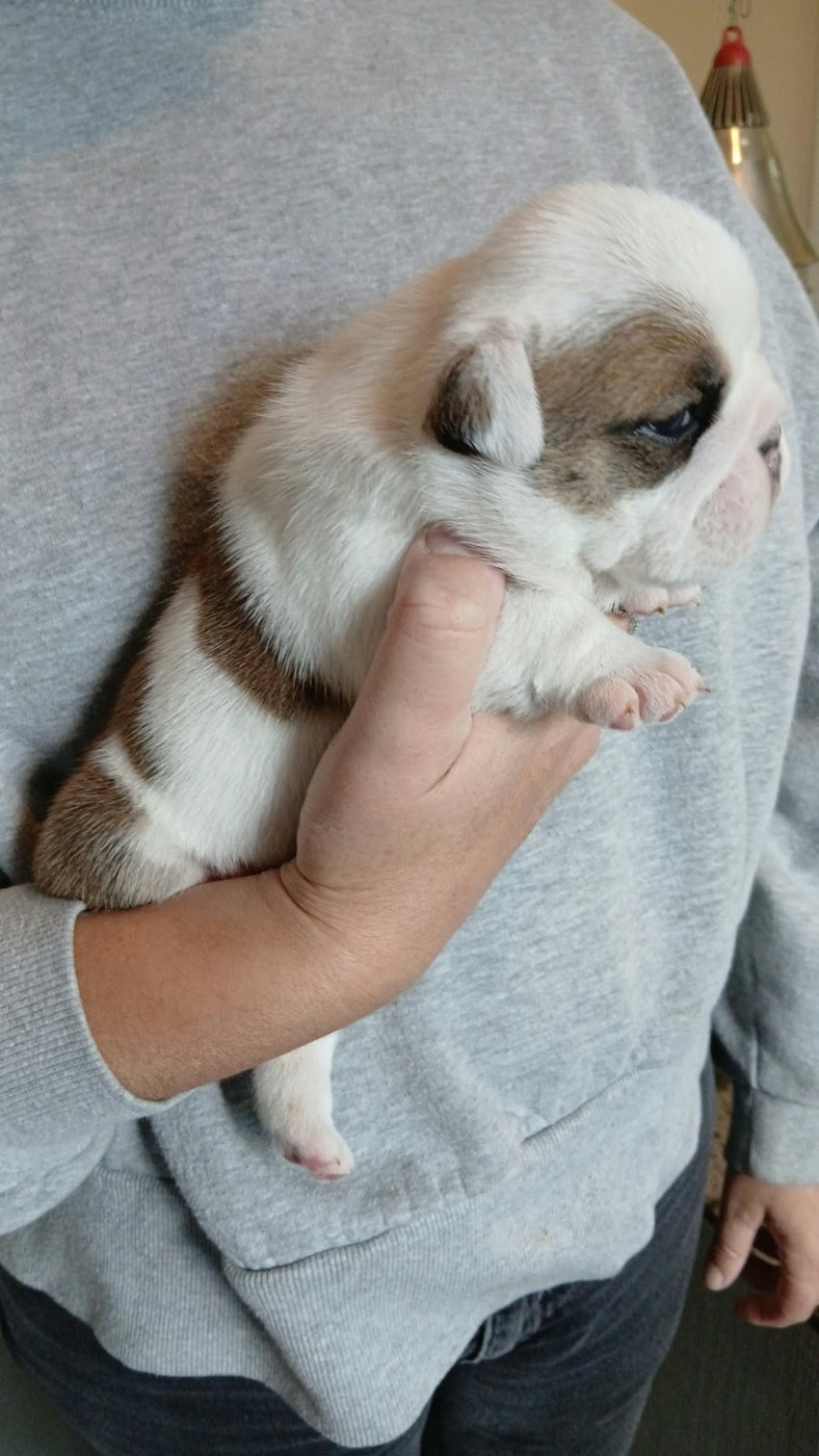 Too Roc'fraggle - Chiots disponibles - Bulldog Anglais