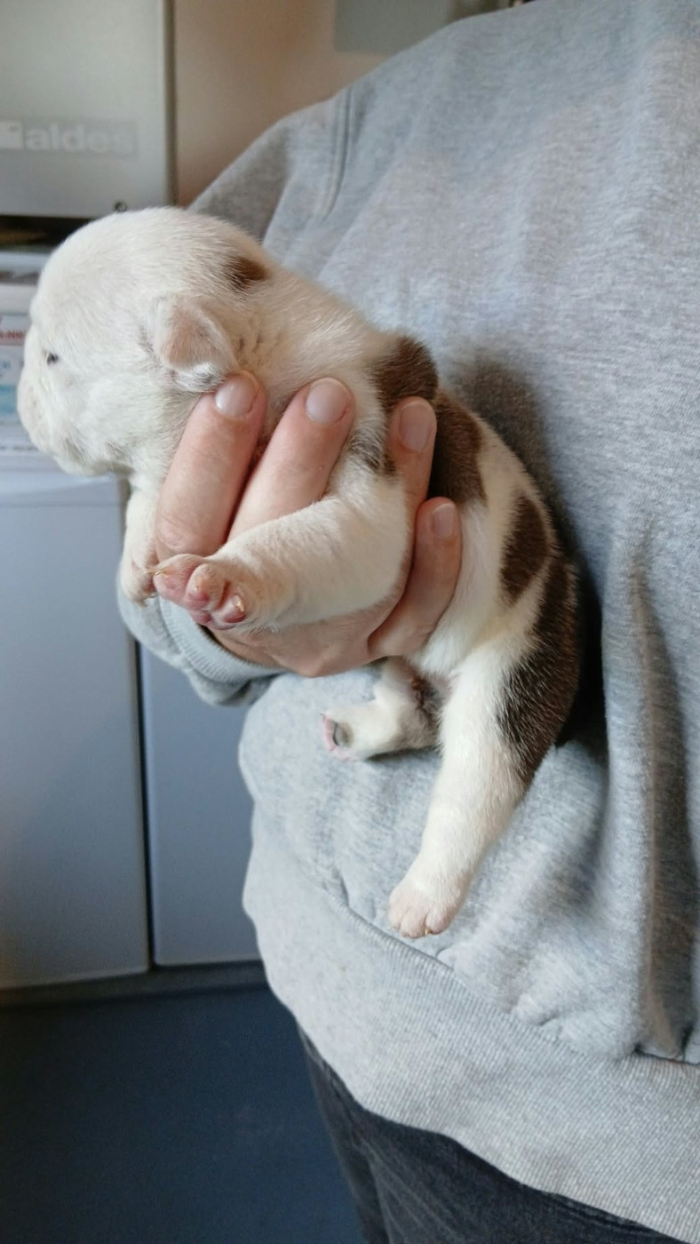 Too Roc'fraggle - Chiots disponibles - Bulldog Anglais