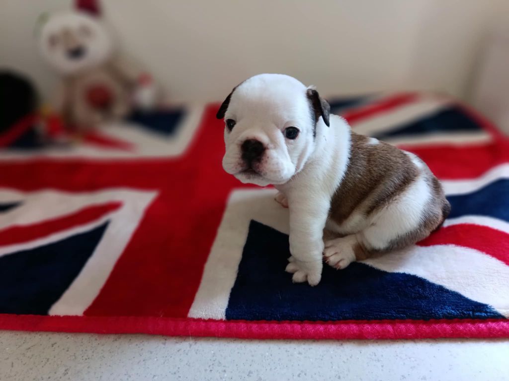 Too Roc'fraggle - Chiots disponibles - Bulldog Anglais