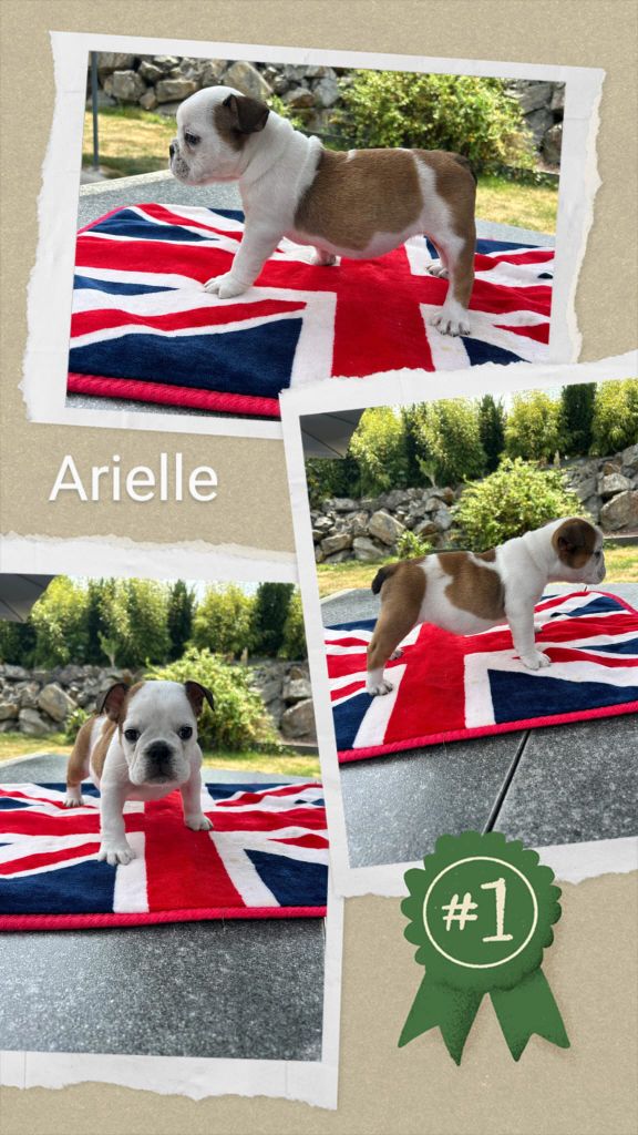 Too Roc'fraggle - Chiots disponibles - Bulldog Anglais