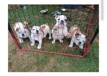 Chiot Bulldog Anglais Too Roc'fraggle