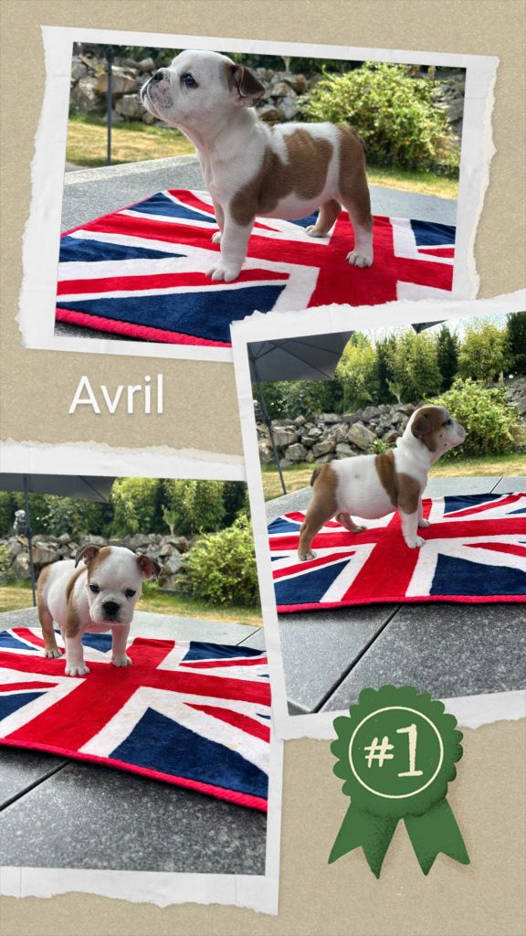 Too Roc'fraggle - Chiots disponibles - Bulldog Anglais