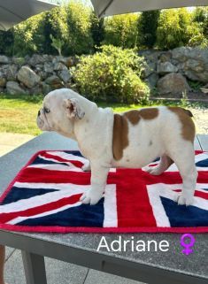Too Roc'fraggle - Chiots disponibles - Bulldog Anglais