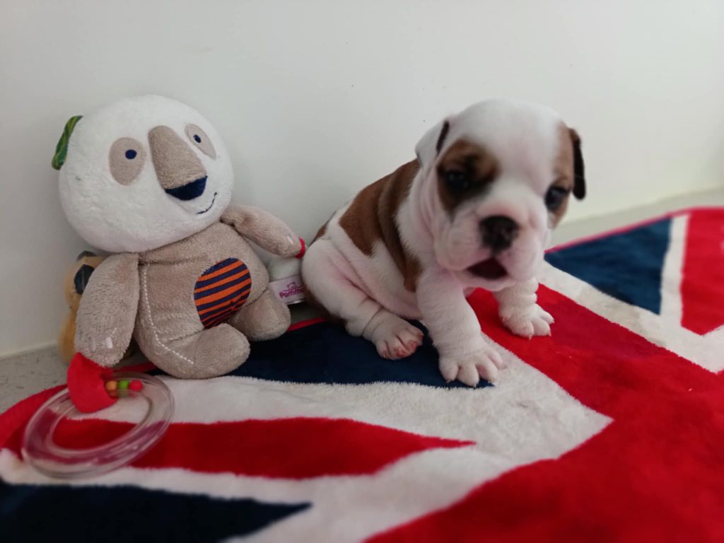 Too Roc'fraggle - Chiots disponibles - Bulldog Anglais