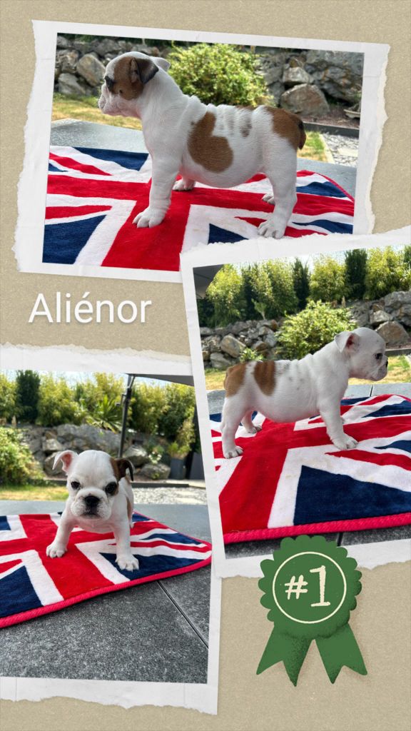 Too Roc'fraggle - Chiots disponibles - Bulldog Anglais