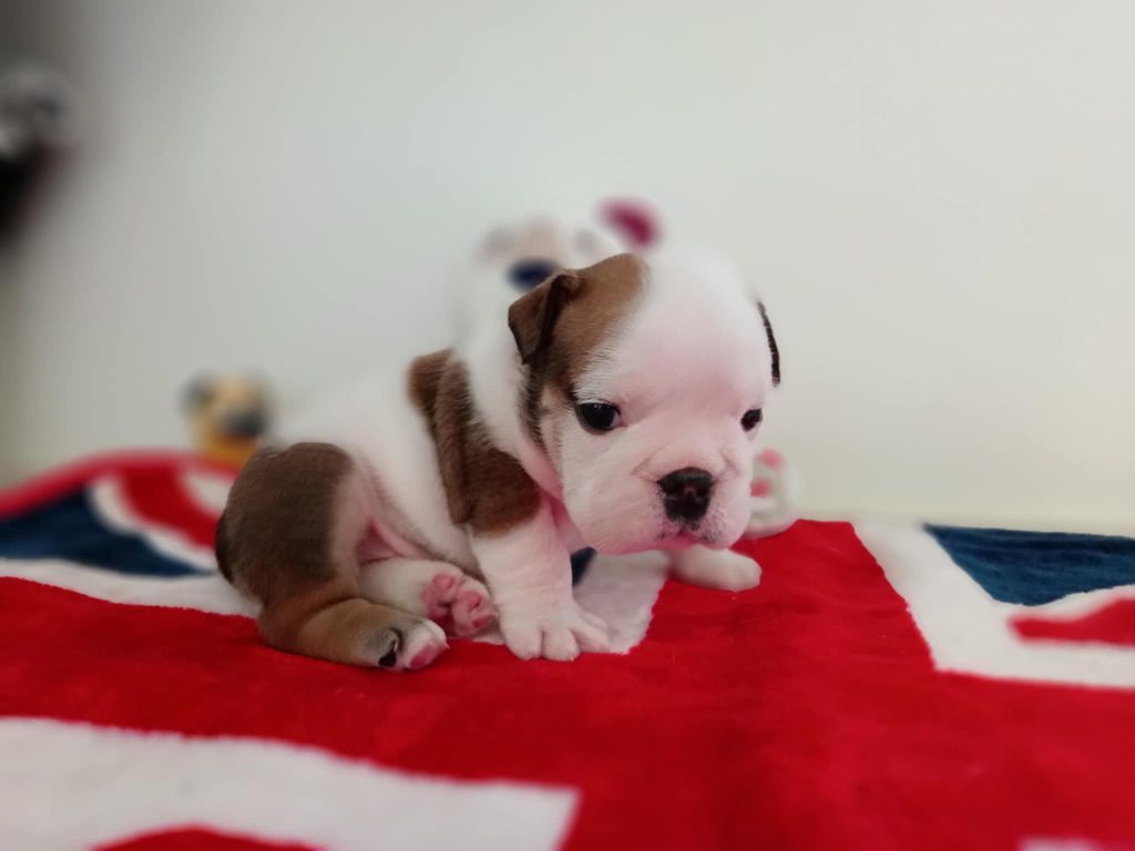 Too Roc'fraggle - Chiots disponibles - Bulldog Anglais