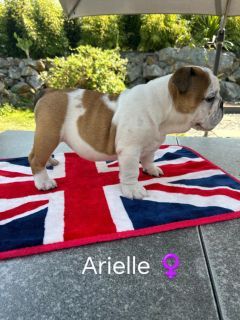 Too Roc'fraggle - Chiots disponibles - Bulldog Anglais