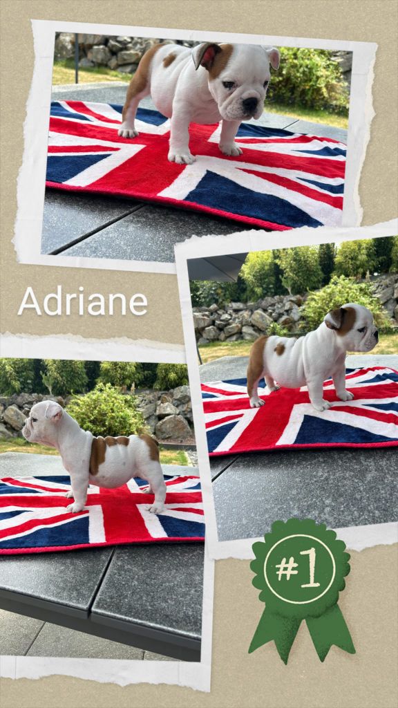 Too Roc'fraggle - Chiots disponibles - Bulldog Anglais